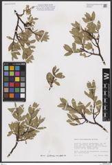 Foto von Salix breviserrata Flod.